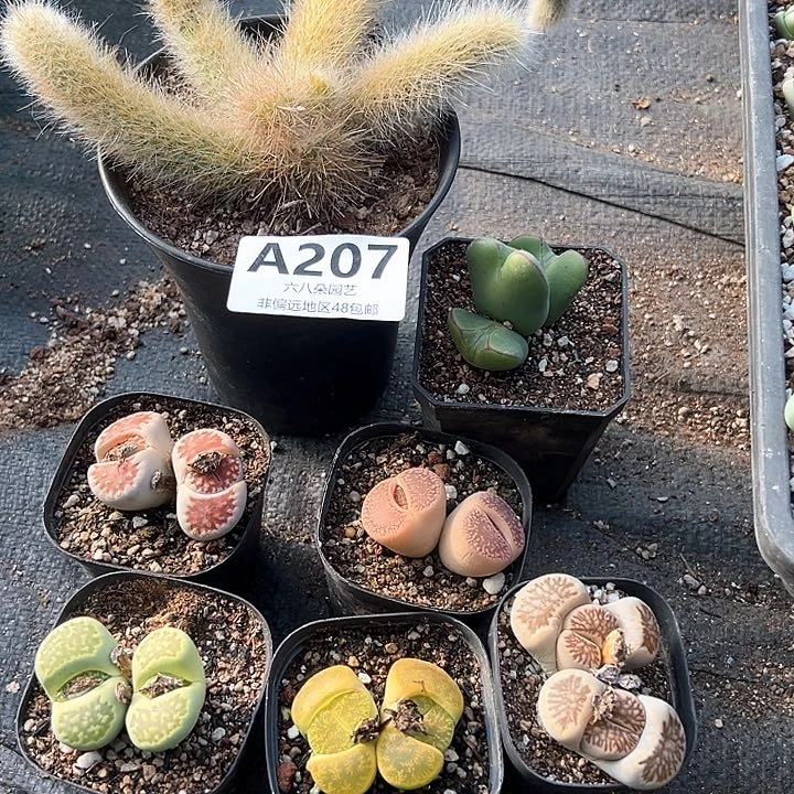 ?****?7盆多肉111111111