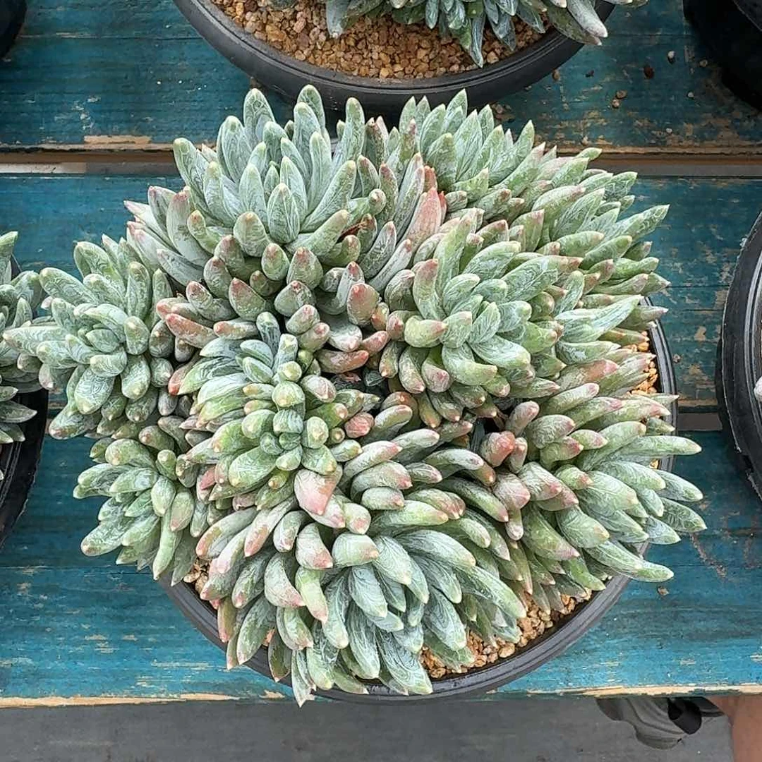 从前慢多肉编号炫彩星大