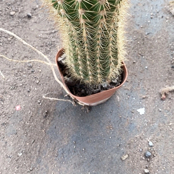 不知名10.99毛花毛花36789