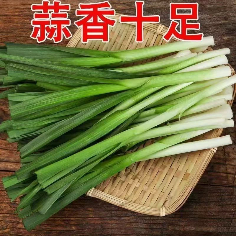 河南白根蒜苗3-5斤装