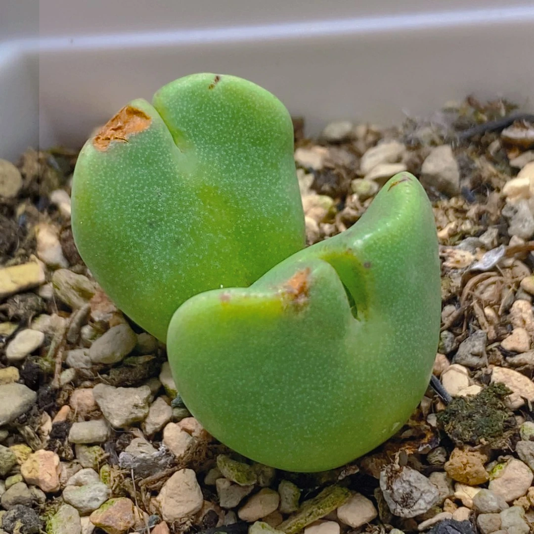 双头托马斯shuijiao好看好看