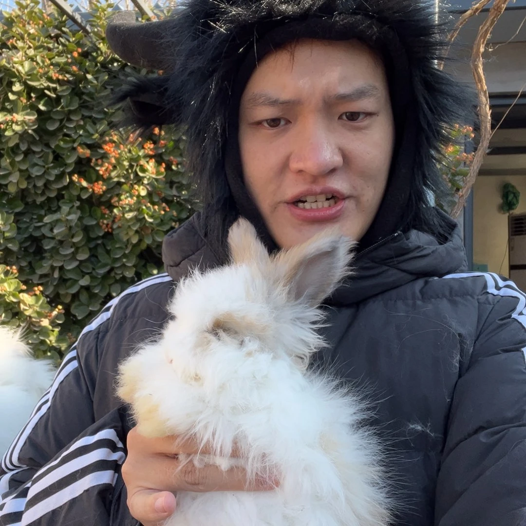 双血统英系安哥拉兔