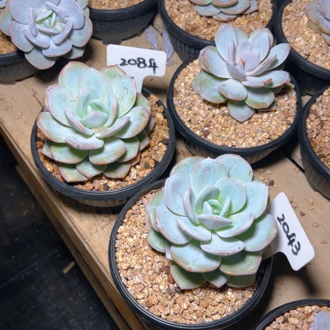心***香奶茶2043.2084号