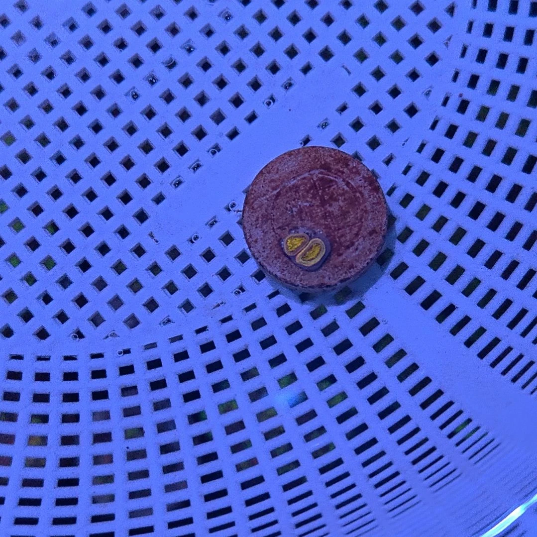 ****。纽扣珊瑚弥达斯国王