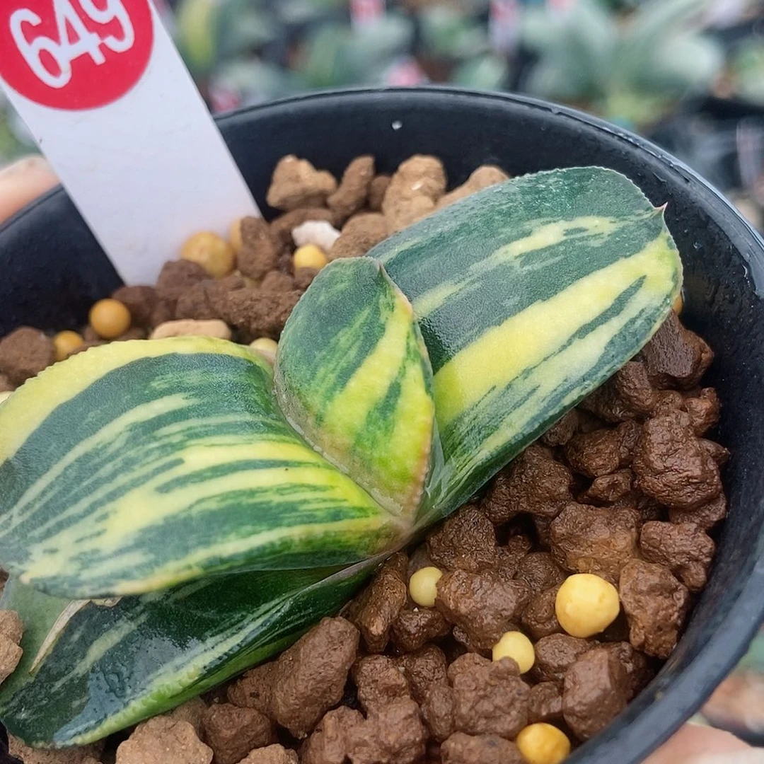 649卧牛实生锦带盆发货