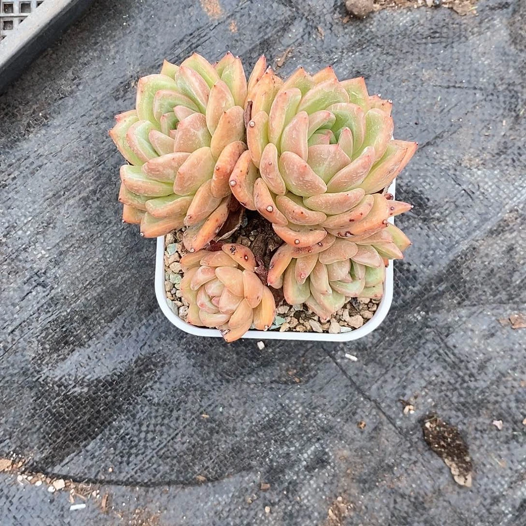 *****香槟1颗带盆带土多肉植物