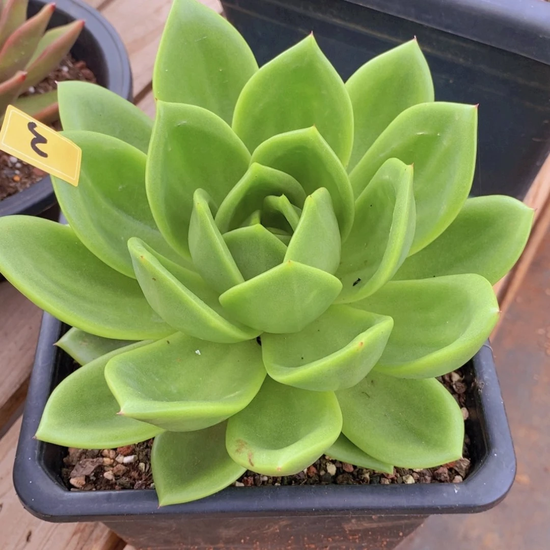翠花大漏3