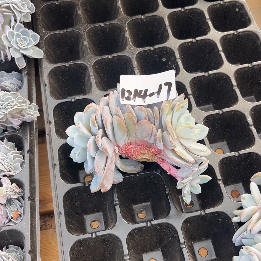 Y***A1214-17奶盖缀化多肉植物