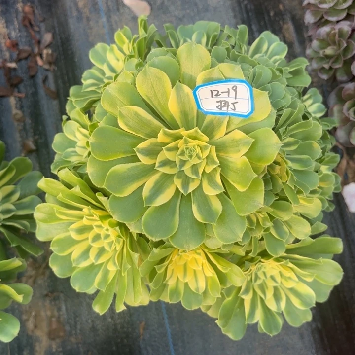 新尼亚多肉法师不包损5