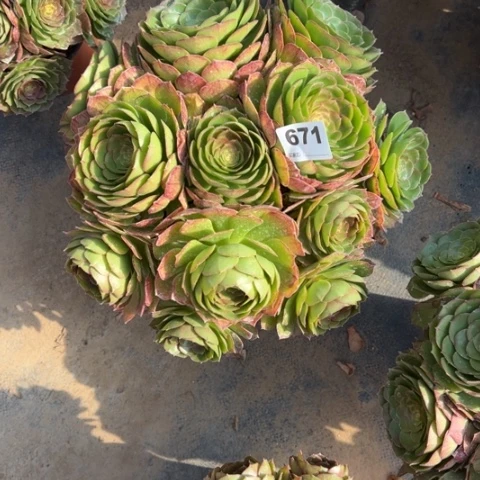 ?***?671沙拉碗朵朵多肉，