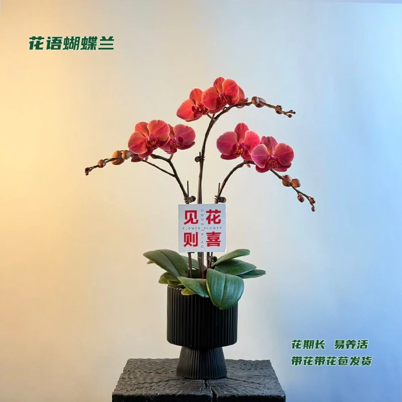蝴蝶兰【纳博纳】 带花带花苞发货 室内客厅阳台花卉 好养易活