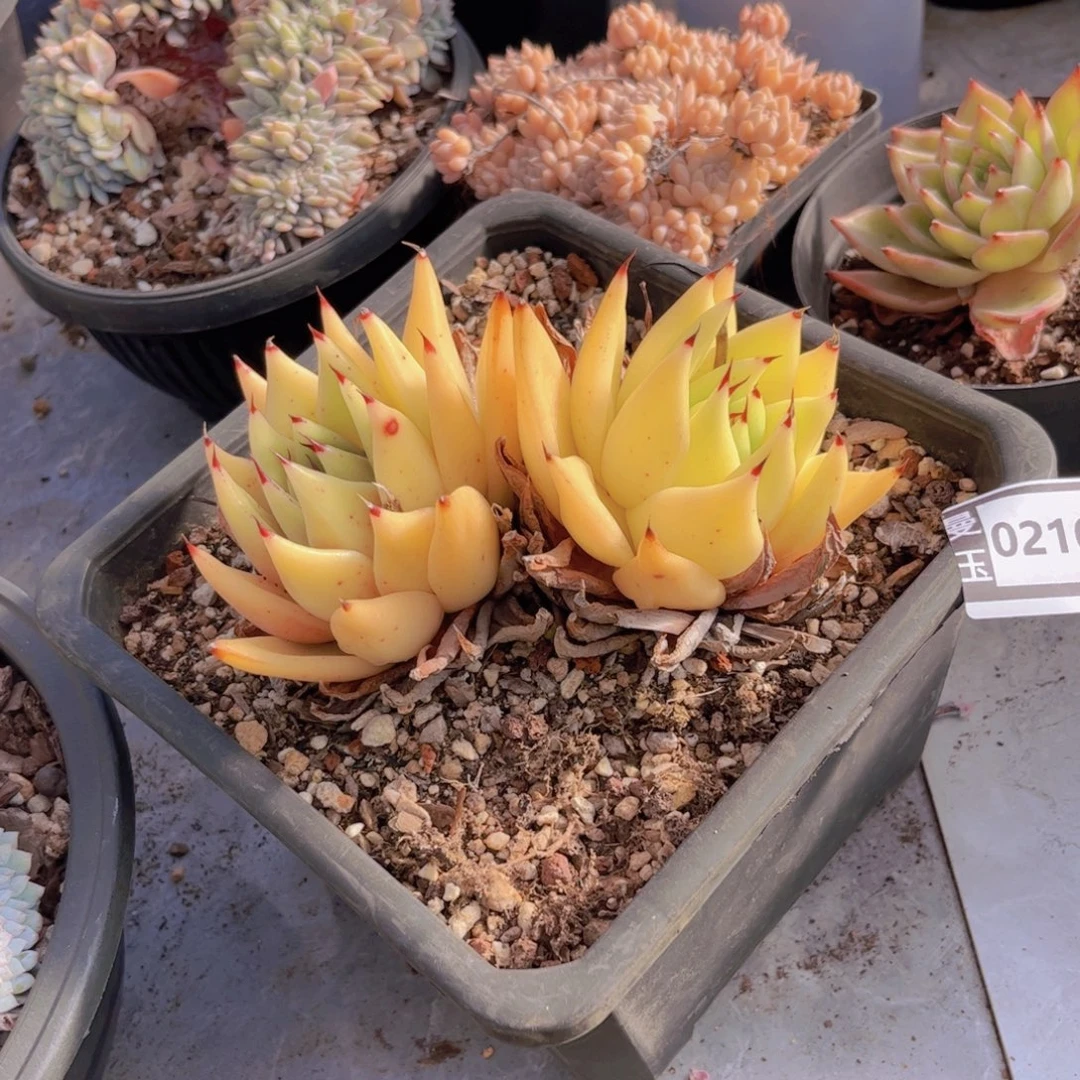 玛丽亚多肉植物02102