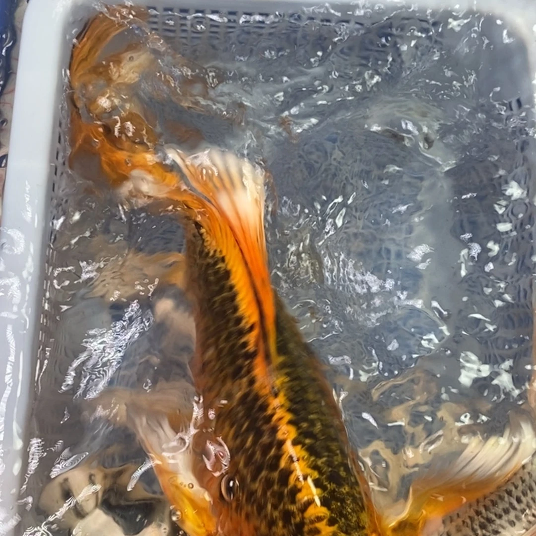 锦鲤冷水锦鲤包邮