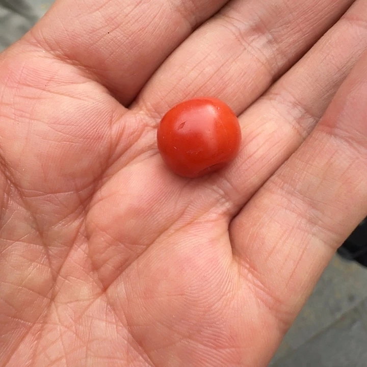 无非金属老宝山红单颗