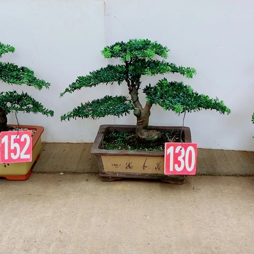 【闪购商品】罗汉松
