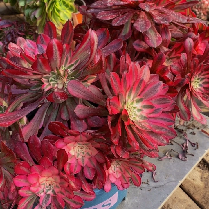 红彤白多肉1颗多肉