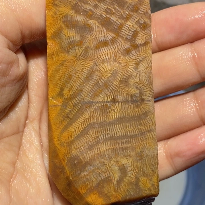 【闪购商品】未镶嵌珊瑚玉硅化玉