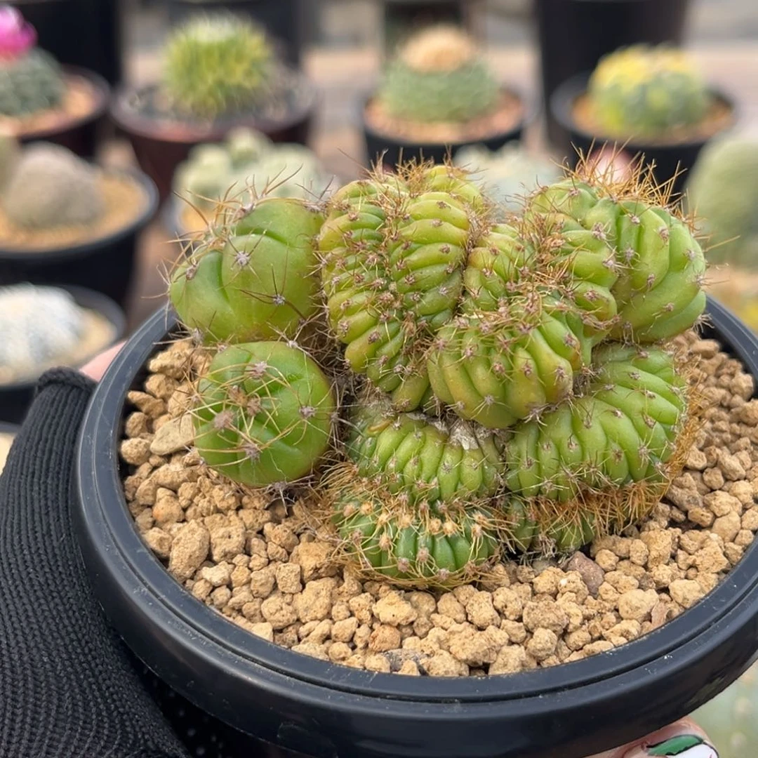 圣王丸缀Zzzzzzzzzzzzzzzzz