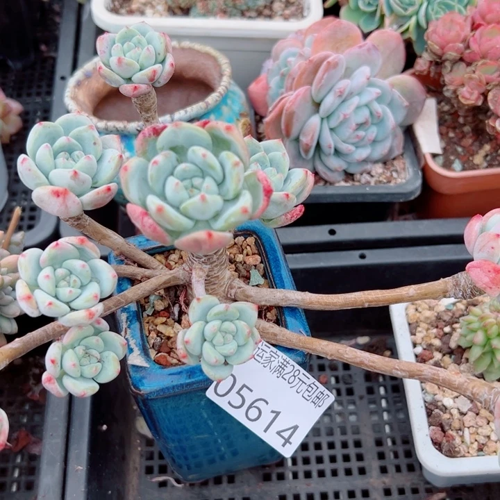 幸运的是我还没遇到过