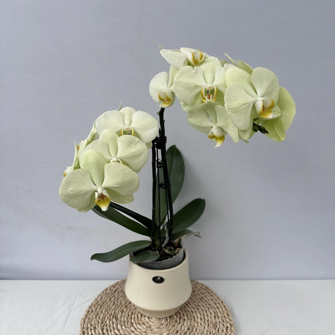 蝴蝶兰【方美冰淇淋】 大花 好养活 室内花卉盆栽客厅绿植乔迁礼物5