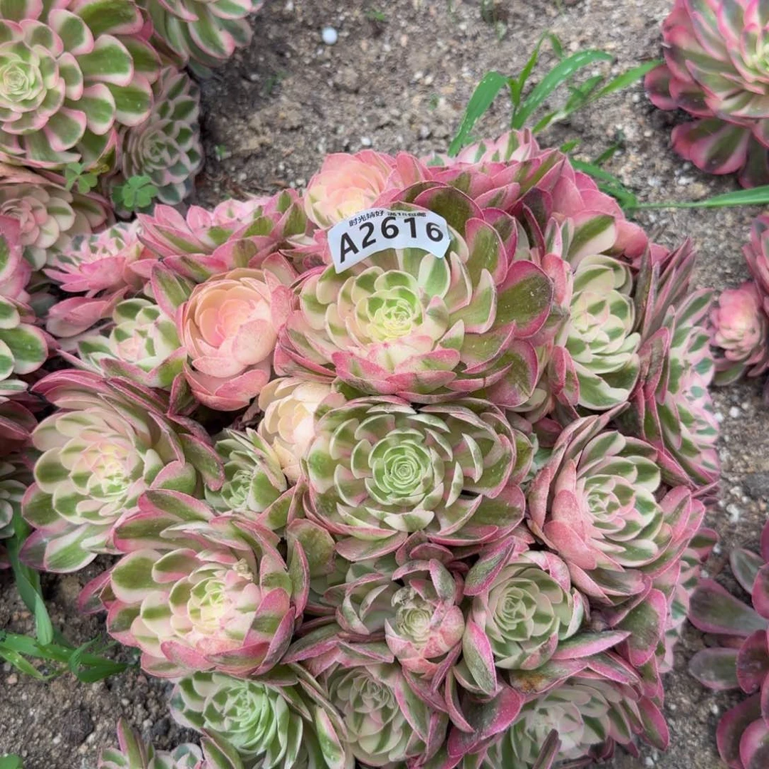2616荔枝。多肉植物