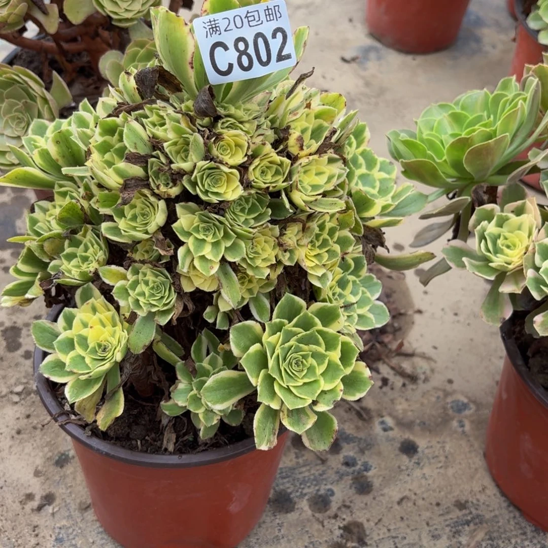 802多肉植物捧花的