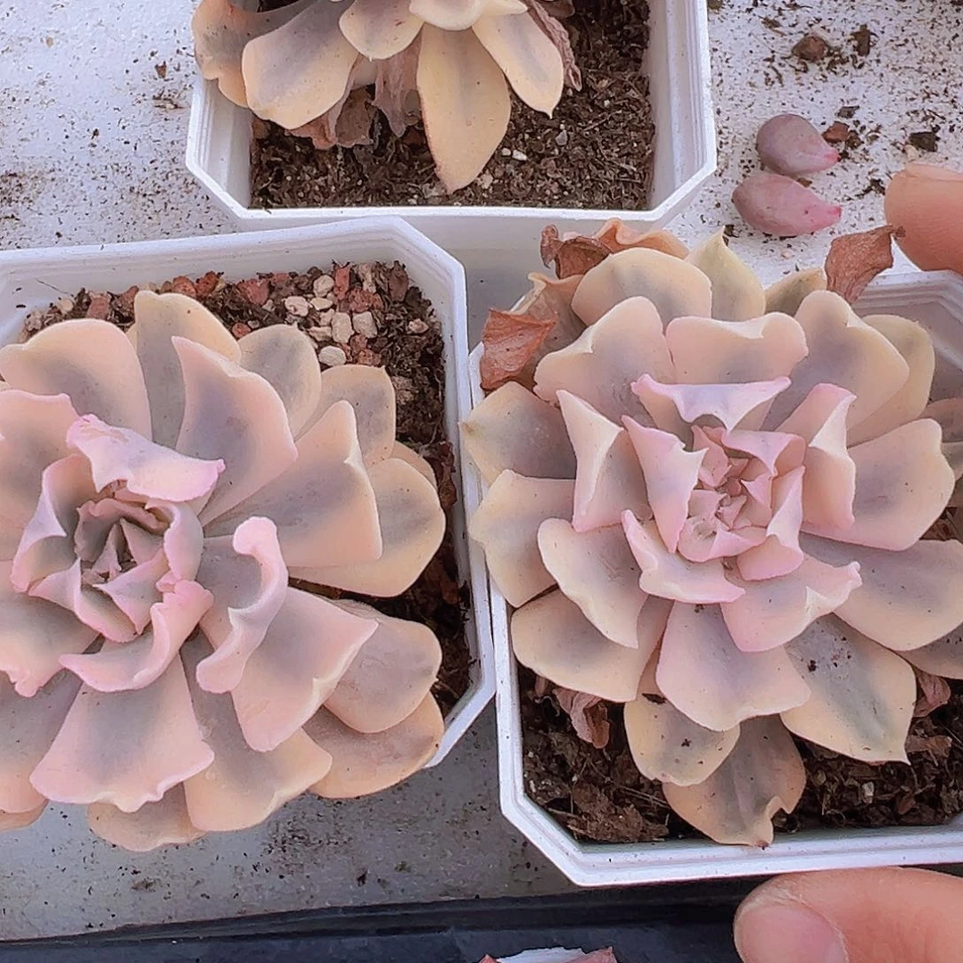 比利时锦19包邮多肉植物