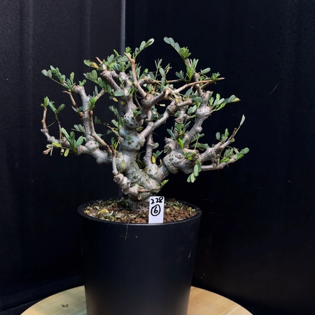 沙漠苏木带盆土6