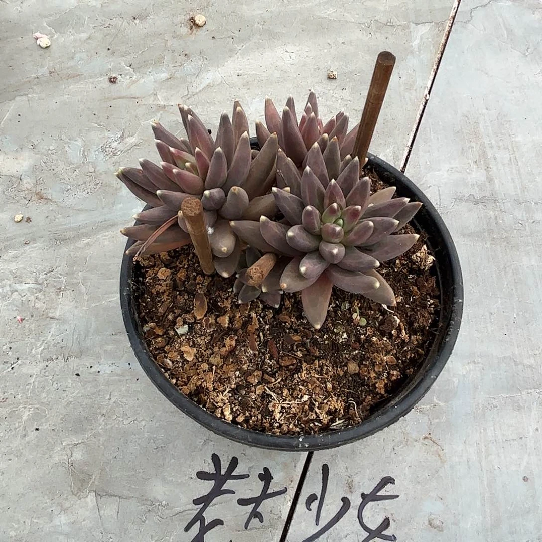 老夫的少女的乌拉了啦