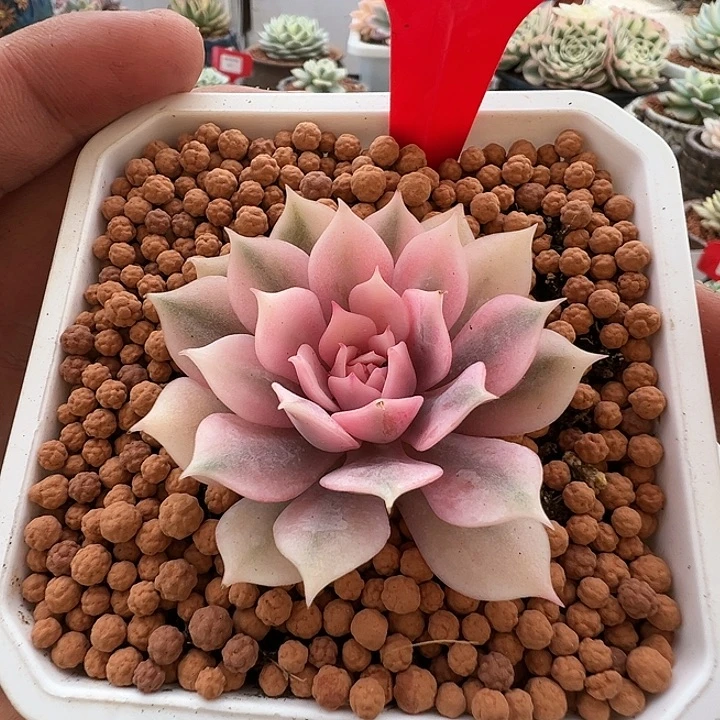 858号粉蝶锦多肉植物