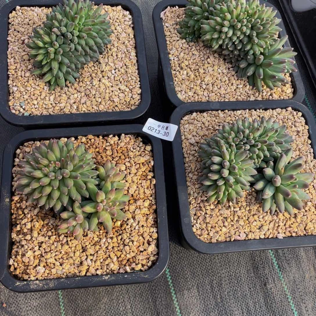 Q*0213-30-伊卡路斯缀化。四颗。。。。