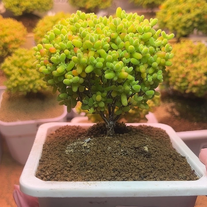 无花朵488蜜桔糖球