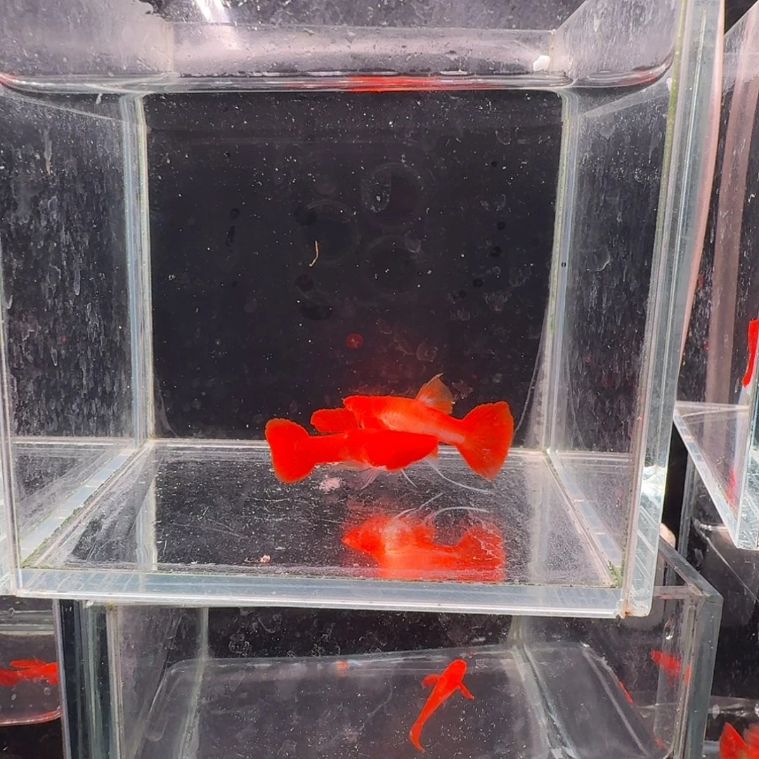 孔雀鱼鸿运当头双份水缎带1对