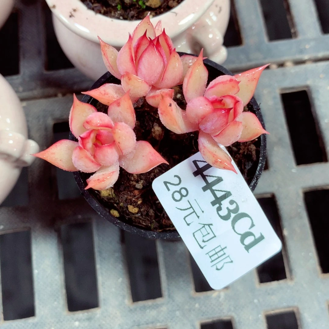 5厘米盆精控多肉4443