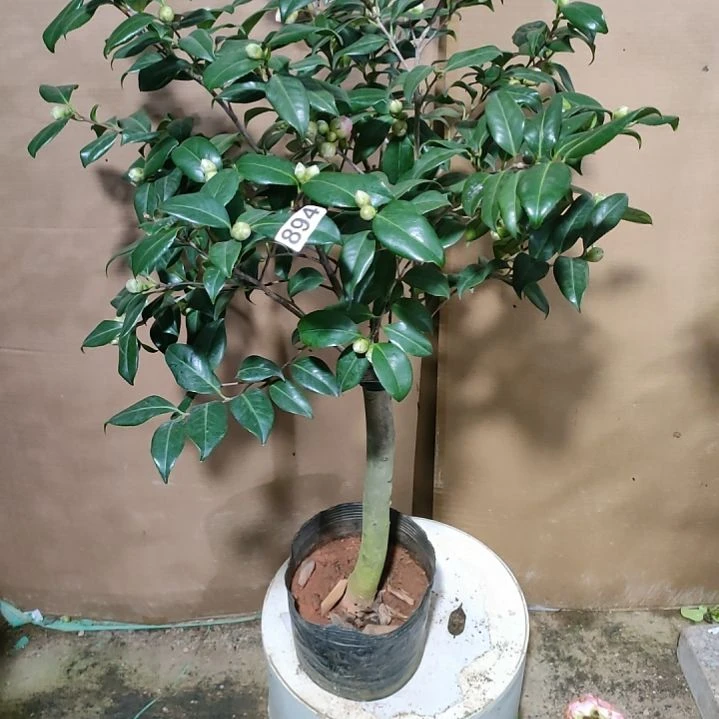 894惊叹莲莲，原盆原土发货，不包邮