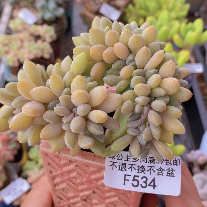 屁桃奶酪缀化9cm534多肉植物