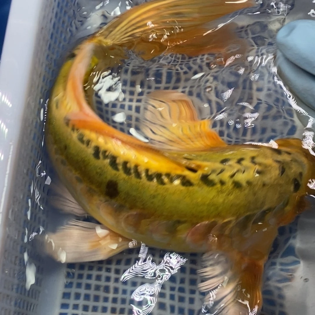 锦鲤冷水锦鲤包邮