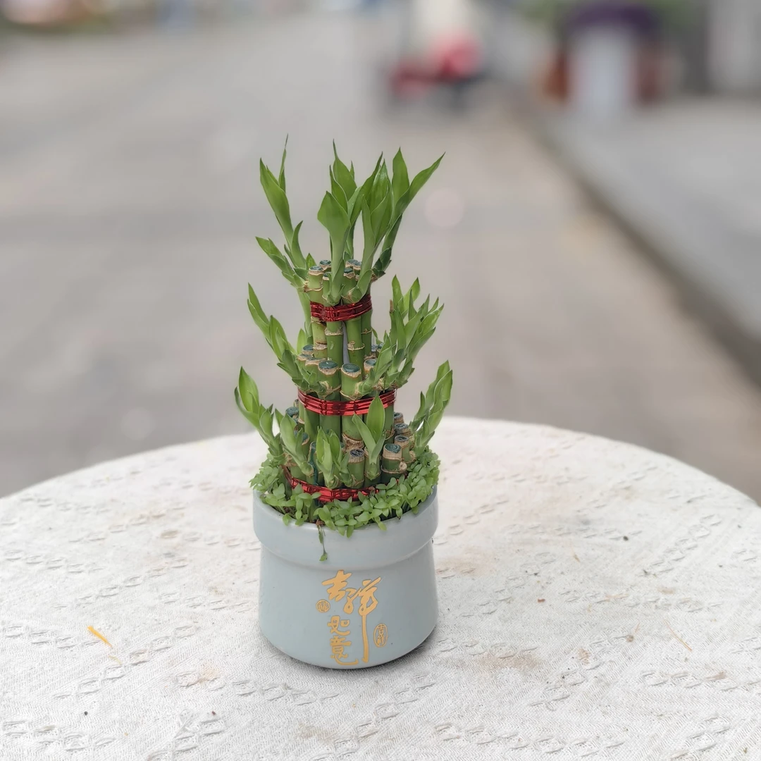 圆形花盆节节高富贵竹花加盆竹报平安步步高升小盆景小盆景