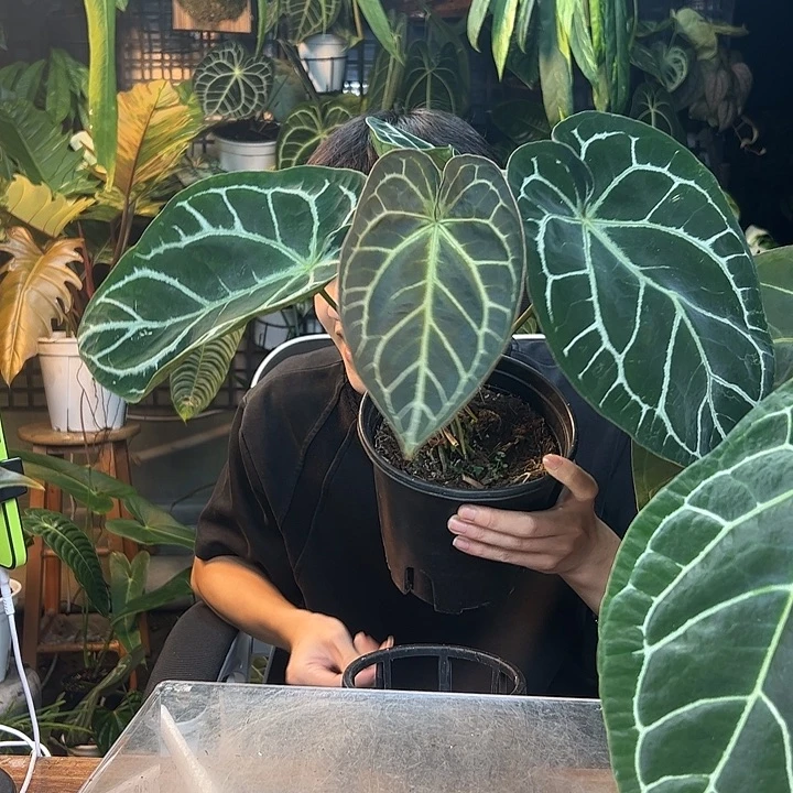 恋***心完全开放一物一拍Q49