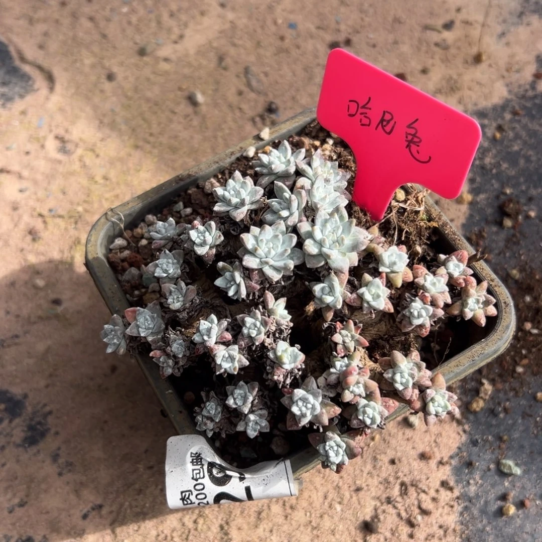 ****生谢谢姐姐～一物一拍963