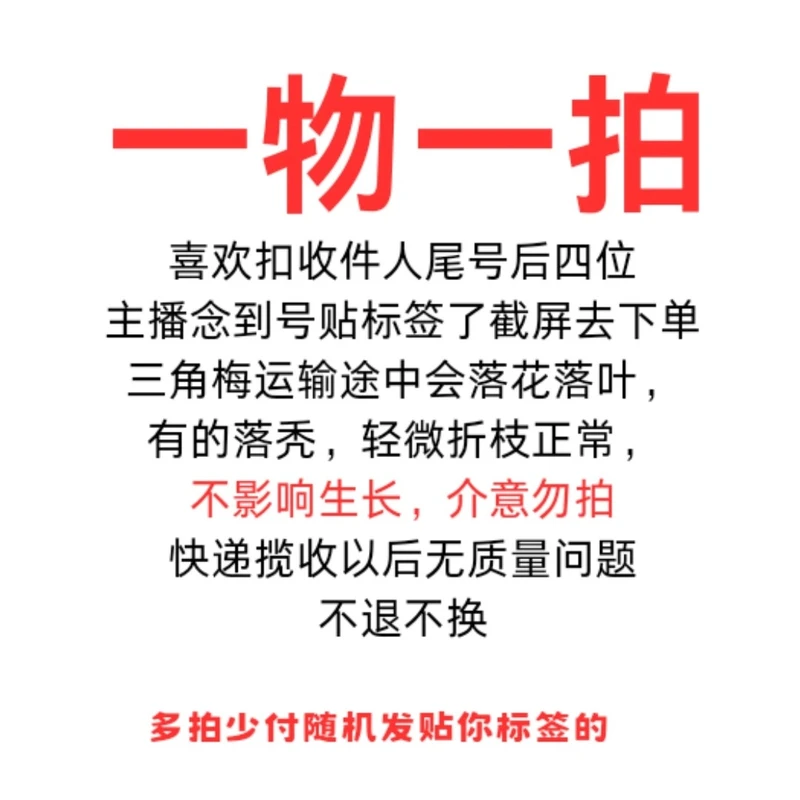 【花语花蕊】彩花介意运输途中落花落叶光杆轻微折枝勿拍