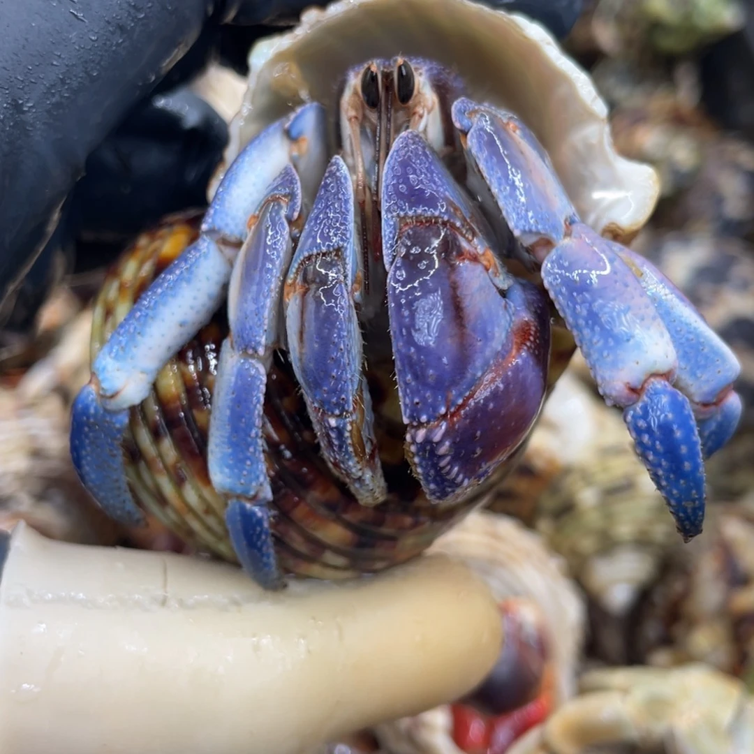 不退不换活体宠物13