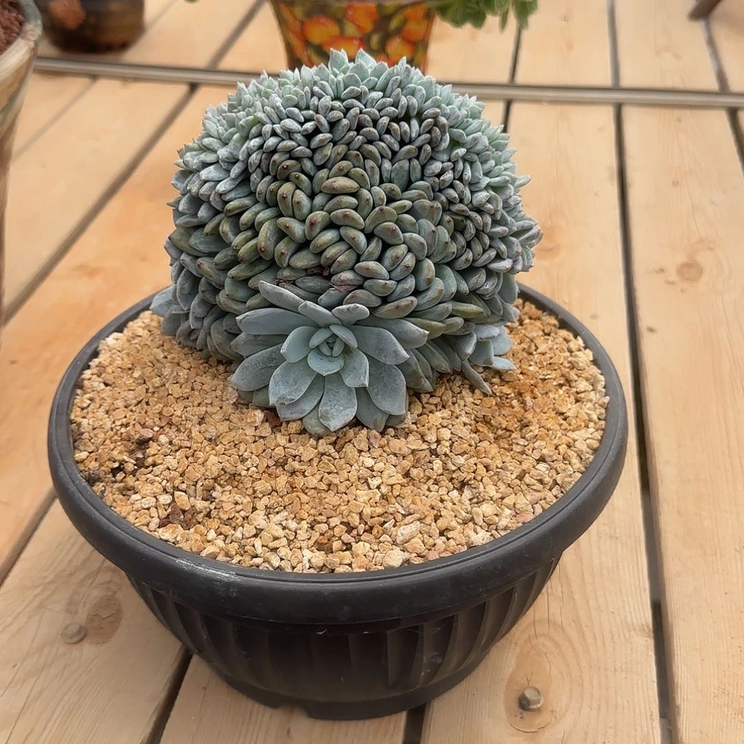 S***练小鼠姐专拍多肉植物