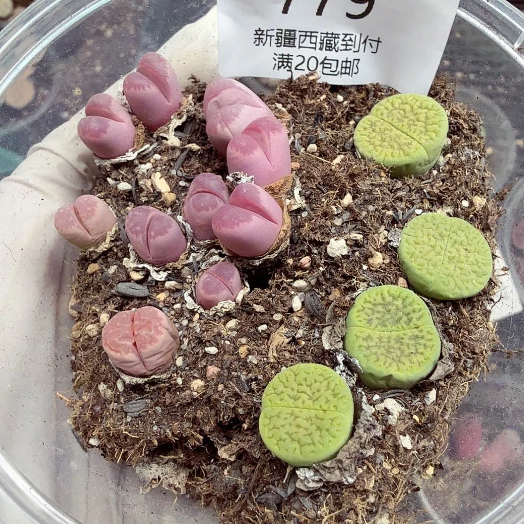 是因为他们没有勇气离开779这个