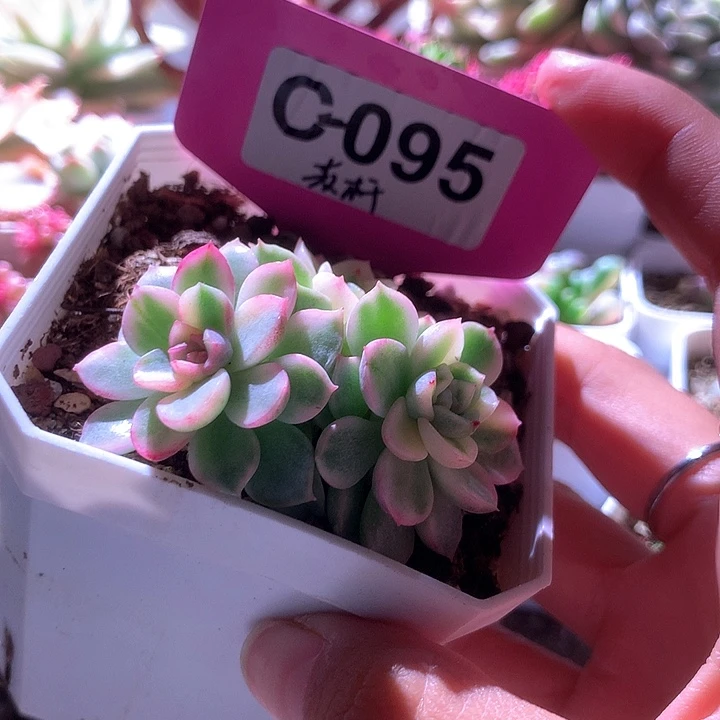 麦秆覆轮锦有根有