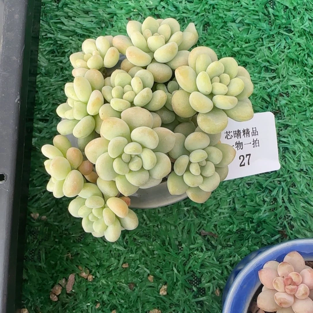 闪购精品多肉27号