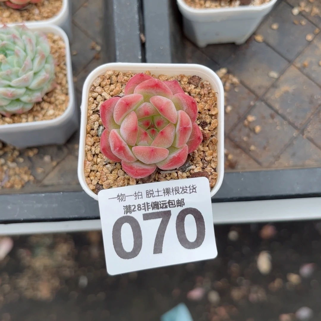 优选珍妮无盆土发货