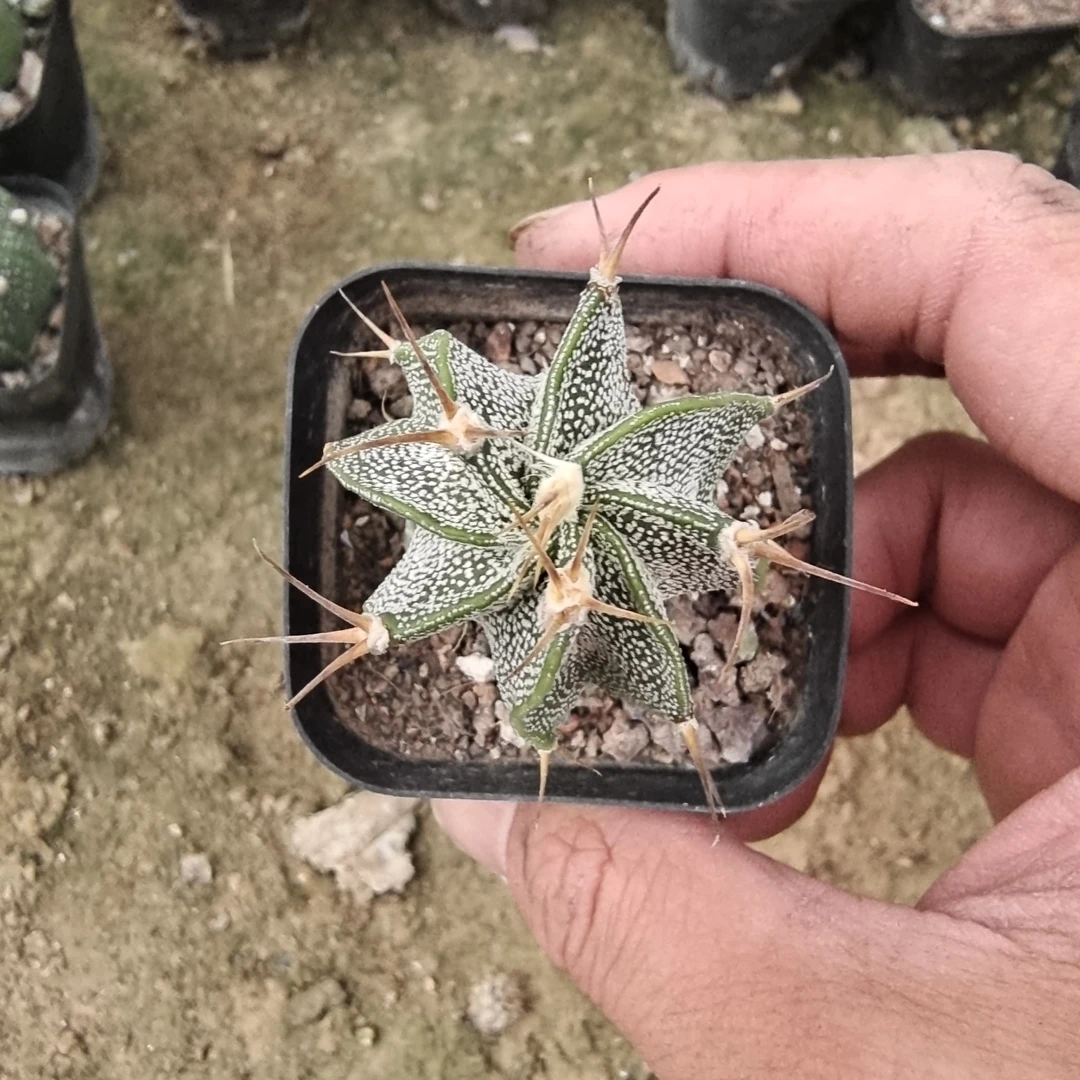 般若 仙人掌科仙人球彩草开花多肉植物【满9.9包邮】