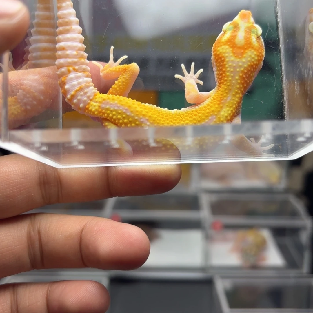 豹纹守宫反直线暴龙公温