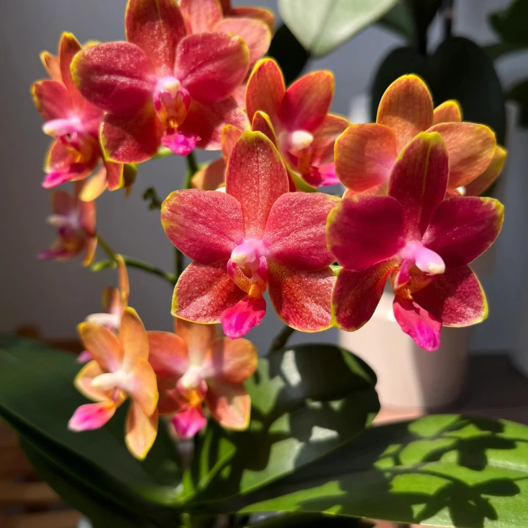 3.0寸杯开花株《樱桃番茄》蝴蝶兰花苗叶片瑕疵